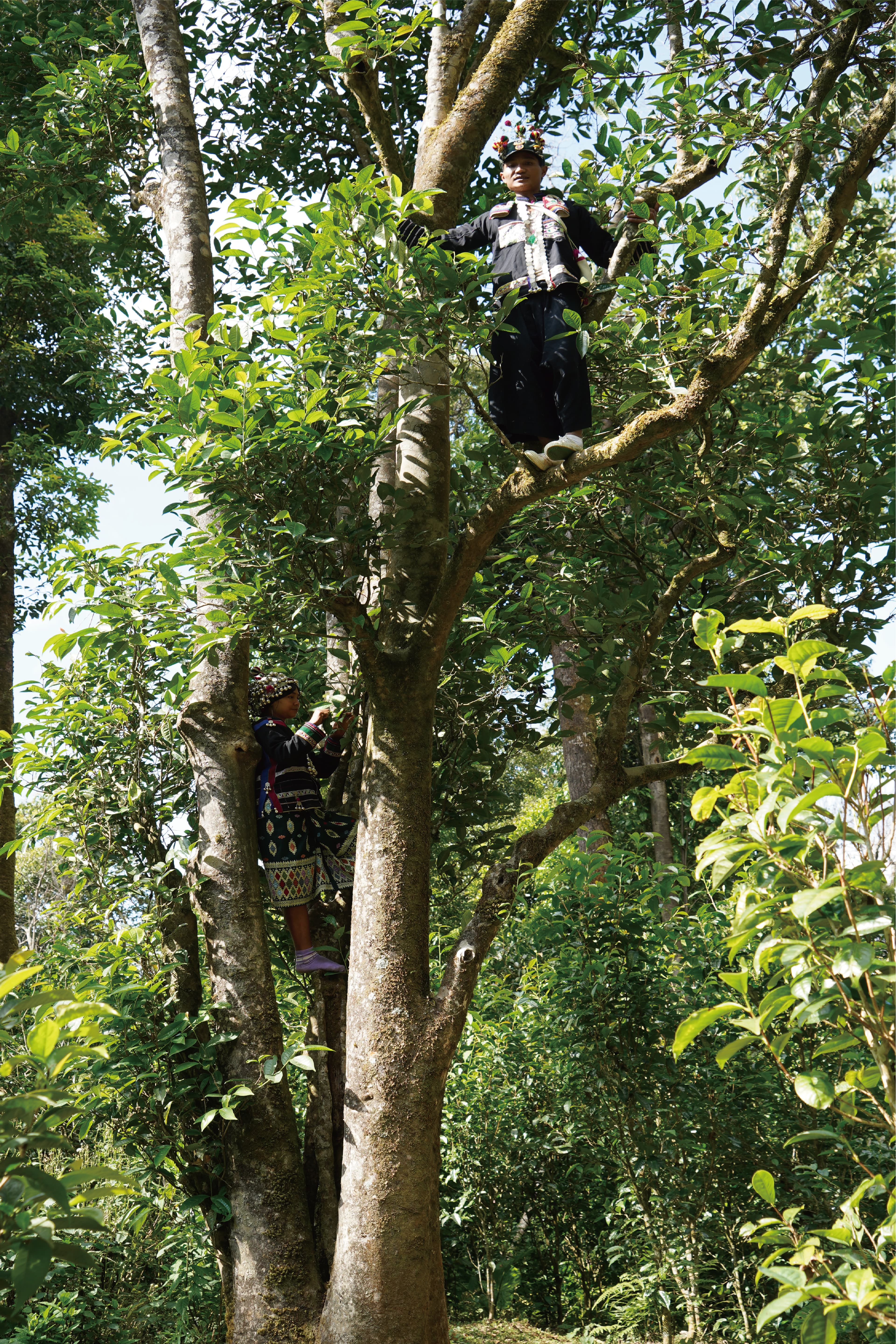 Tea farmers in the mountain